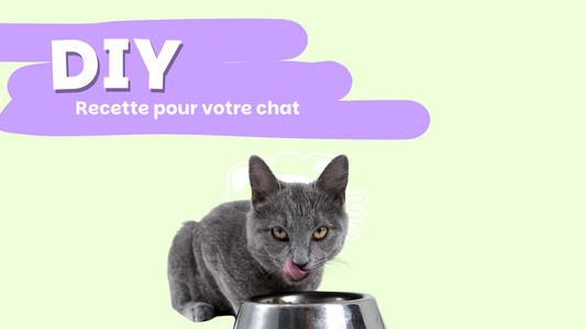 Recette DIY : Croquettes maison au poulet pour votre chat