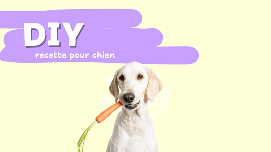 Chien- Médaille Yuli and friends