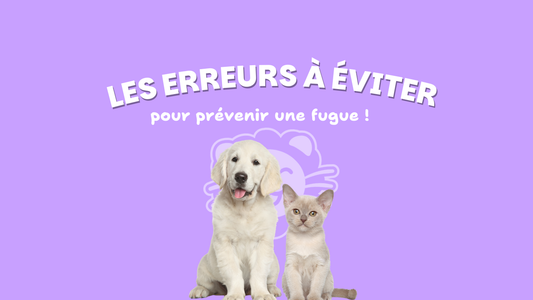 Évitez la fugue de votre animal avec ces 7 conseils