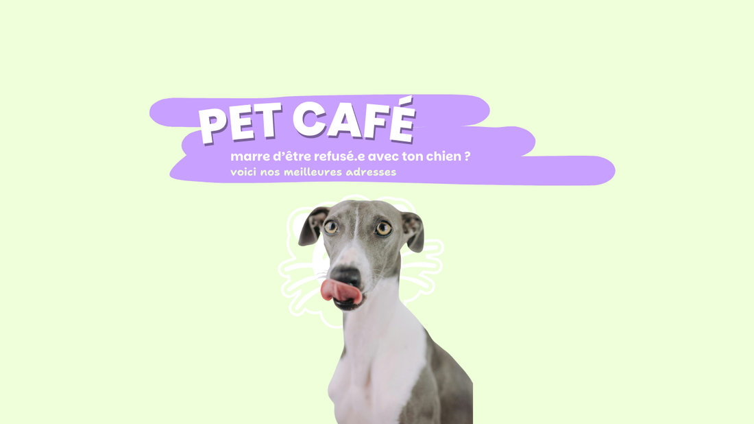 Pet cafés à Paris : nos adresses préférées pour sortir avec ton chien