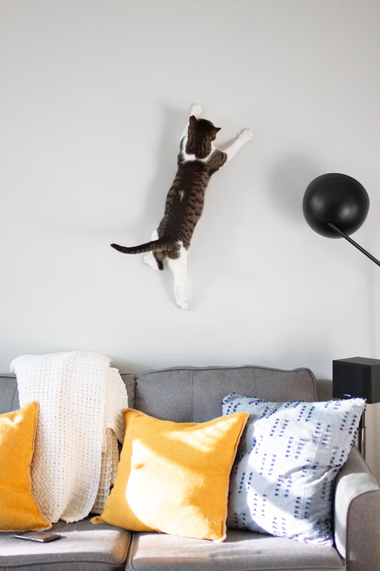 Yuli les médailles pour chats
