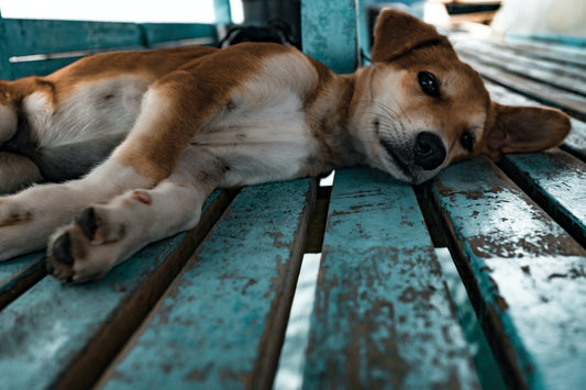 Quelles sont les démarches à faire si mon animal est perdu ? - chien perdu